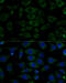 NADH:Ubiquinone Oxidoreductase Subunit B7 antibody, 15-154, ProSci, Immunofluorescence image 