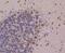 Presenilin Enhancer, Gamma-Secretase Subunit antibody, NBP2-75632, Novus Biologicals, Immunohistochemistry paraffin image 