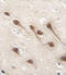 RUNX Family Transcription Factor 1 antibody, LS-C162813, Lifespan Biosciences, Immunohistochemistry frozen image 