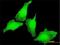 Potassium Voltage-Gated Channel Interacting Protein 4 antibody, H00080333-M01, Novus Biologicals, Immunofluorescence image 