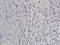 Homeobox B8 antibody, GTX51728, GeneTex, Immunohistochemistry paraffin image 