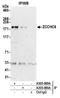 Terminal uridylyltransferase 7 antibody, A305-089A, Bethyl Labs, Immunoprecipitation image 