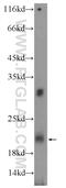 Trafficking Protein Particle Complex 2 Like antibody, 25282-1-AP, Proteintech Group, Western Blot image 