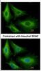 Glutathione S-Transferase Kappa 1 antibody, NBP2-16686, Novus Biologicals, Immunocytochemistry image 