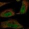 Transmembrane Protein 107 antibody, NBP2-55983, Novus Biologicals, Immunofluorescence image 