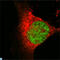 Lysine Acetyltransferase 8 antibody, LS-C812706, Lifespan Biosciences, Immunofluorescence image 
