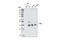 FAS antibody, 4233S, Cell Signaling Technology, Western Blot image 