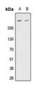 Fibrillin 1 antibody, orb393283, Biorbyt, Western Blot image 