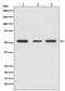 Peroxisome Proliferator Activated Receptor Gamma antibody, M00449, Boster Biological Technology, Western Blot image 