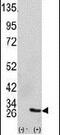 Growth Factor Receptor Bound Protein 2 antibody, PA5-13281, Invitrogen Antibodies, Western Blot image 