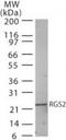 Regulator Of G Protein Signaling 2 antibody, PA1-41189, Invitrogen Antibodies, Western Blot image 