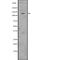 Caspase Recruitment Domain Family Member 11 antibody, abx148908, Abbexa, Western Blot image 