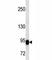 BCL6 Transcription Repressor antibody, F40298-0.4ML, NSJ Bioreagents, Western Blot image 