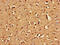 Basic Leucine Zipper Nuclear Factor 1 antibody, CSB-PA872478LA01HU, Cusabio, Immunohistochemistry paraffin image 