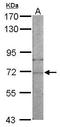 Asparaginyl-TRNA Synthetase antibody, GTX101157, GeneTex, Western Blot image 