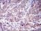 CD6 Molecule antibody, GTX60641, GeneTex, Immunohistochemistry paraffin image 