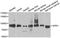 Acylaminoacyl-Peptide Hydrolase antibody, LS-C334367, Lifespan Biosciences, Western Blot image 