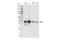 RING1 And YY1 Binding Protein antibody, 41787S, Cell Signaling Technology, Western Blot image 