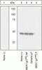 Mitogen-Activated Protein Kinase Kinase 1 antibody, 44-462G, Invitrogen Antibodies, Western Blot image 