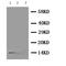 Nerve Growth Factor antibody, LS-C313472, Lifespan Biosciences, Western Blot image 