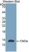 Cholinergic Receptor Nicotinic Alpha 1 Subunit antibody, abx130883, Abbexa, Western Blot image 
