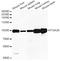 Integrin Subunit Alpha 2b antibody, orb167512, Biorbyt, Western Blot image 