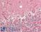 Cryptochrome Circadian Regulator 2 antibody, LS-B14392, Lifespan Biosciences, Immunohistochemistry paraffin image 