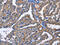 Protein Kinase C Delta antibody, CSB-PA282230, Cusabio, Immunohistochemistry paraffin image 