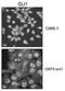 GLI Family Zinc Finger 1 antibody, PA5-23411, Invitrogen Antibodies, Immunofluorescence image 
