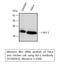 BCL2 antibody, M00040-3, Boster Biological Technology, Western Blot image 