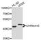 Cholinergic Receptor Nicotinic Alpha 10 Subunit antibody, abx007224, Abbexa, Western Blot image 
