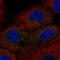 TOR Signaling Pathway Regulator antibody, PA5-55746, Invitrogen Antibodies, Immunofluorescence image 