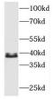 Muscleblind Like Splicing Regulator 3 antibody, FNab05041, FineTest, Western Blot image 