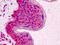 RAD51 Recombinase antibody, 51-621, ProSci, Immunohistochemistry frozen image 