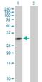 Cyclin G1 antibody, H00000900-B01P, Novus Biologicals, Western Blot image 