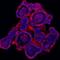 Cadherin 1 antibody, PB9561, Boster Biological Technology, Immunofluorescence image 