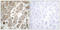 Collagen Type V Alpha 1 Chain antibody, LS-C119460, Lifespan Biosciences, Immunohistochemistry paraffin image 