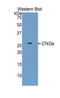 Cyclin Dependent Kinase 5 antibody, MBS2003098, MyBioSource, Western Blot image 