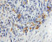 Signal Recognition Particle 14 antibody, 11528-1-AP, Proteintech Group, Immunohistochemistry frozen image 