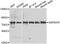 ASPSCR1 Tether For SLC2A4, UBX Domain Containing antibody, A7481, ABclonal Technology, Western Blot image 