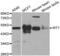 WT1 Transcription Factor antibody, abx001111, Abbexa, Western Blot image 