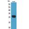 Calcyclin Binding Protein antibody, LS-C387148, Lifespan Biosciences, Western Blot image 