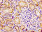 Dihydrolipoamide Dehydrogenase antibody, CSB-PA006928LA01HU, Cusabio, Immunohistochemistry frozen image 
