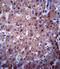 Cytochrome P450 Family 2 Subfamily C Member 19 antibody, LS-C167222, Lifespan Biosciences, Immunohistochemistry frozen image 