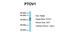 PTOV1 Extended AT-Hook Containing Adaptor Protein antibody, NBP1-79384, Novus Biologicals, Western Blot image 