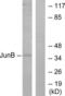 JunB Proto-Oncogene, AP-1 Transcription Factor Subunit antibody, LS-B7011, Lifespan Biosciences, Western Blot image 