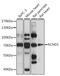 Potassium Voltage-Gated Channel Subfamily D Member 1 antibody, A15683, ABclonal Technology, Western Blot image 