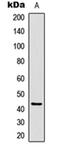 CAMP Responsive Element Binding Protein 1 antibody, orb256469, Biorbyt, Western Blot image 