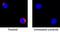 Interleukin 2 antibody, BAF1815, R&D Systems, Immunocytochemistry image 