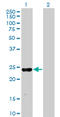 MAX Interactor 1, Dimerization Protein antibody, LS-C197723, Lifespan Biosciences, Western Blot image 